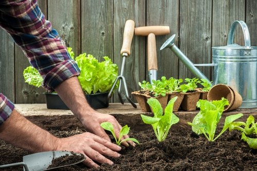 Efficient irrigation system in a Dalston garden