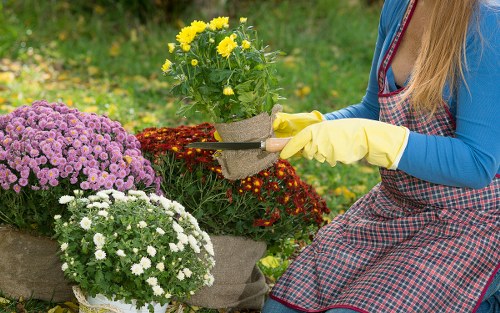 Sustainable gardening practices adopted by Dalston professionals