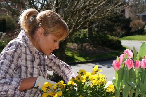 Professional gardener trimming hedges